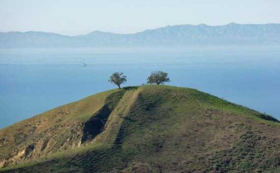 Two Trees Landmark in Ventura